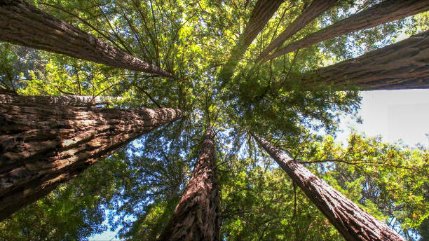 How Our Tree Care Process Works  in  Ramsey, MN