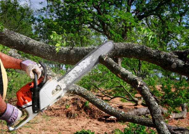 Trusted Ramsey, MN Tree Services Experts